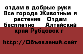 отдам в добрые руки - Все города Животные и растения » Отдам бесплатно   . Алтайский край,Рубцовск г.